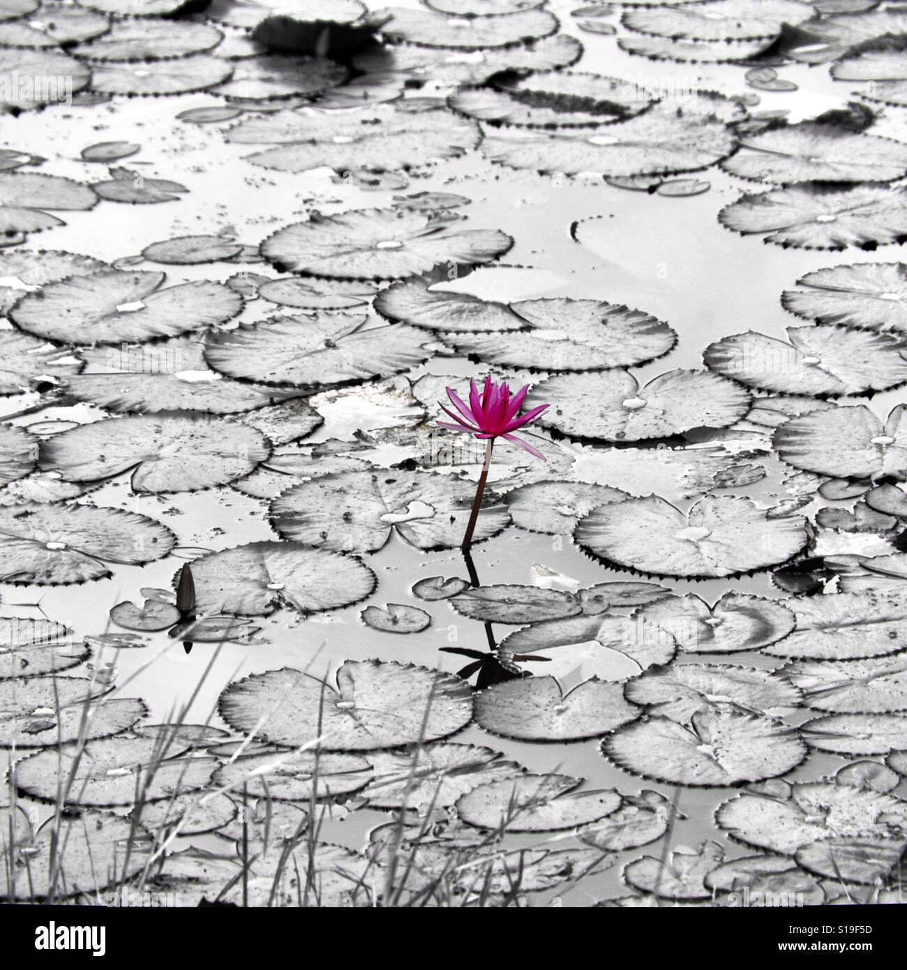 Lotus flower - Smartphone Captured Stock Image