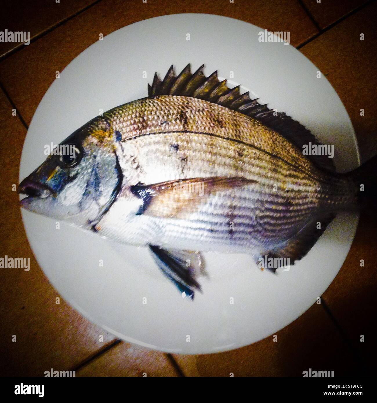 Fresh fish (Diplodus Sargus) on a plate. Stock Photo
