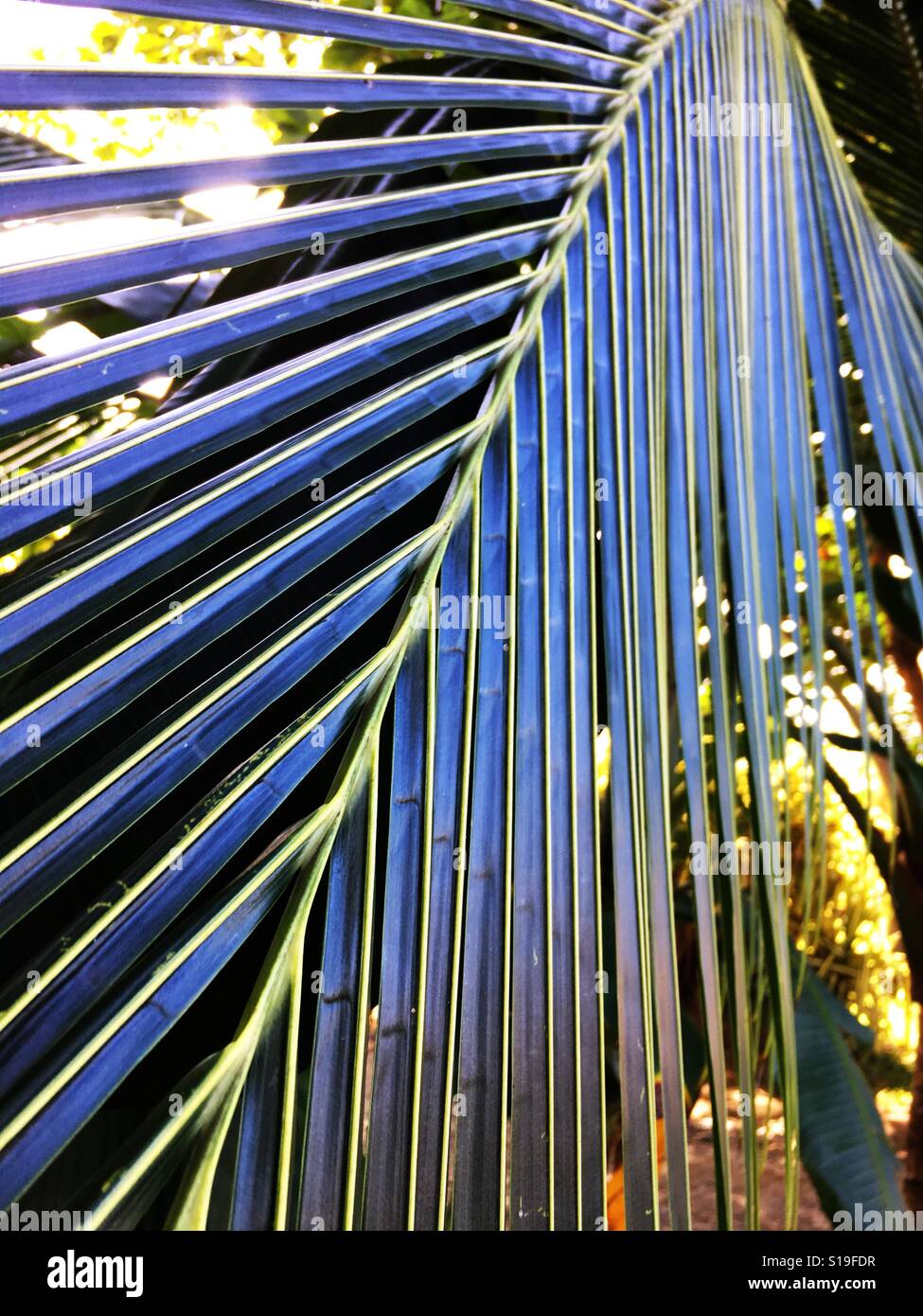 Palm leaf with sunlight streaming through the fronds - Smartphone Captured Stock Image