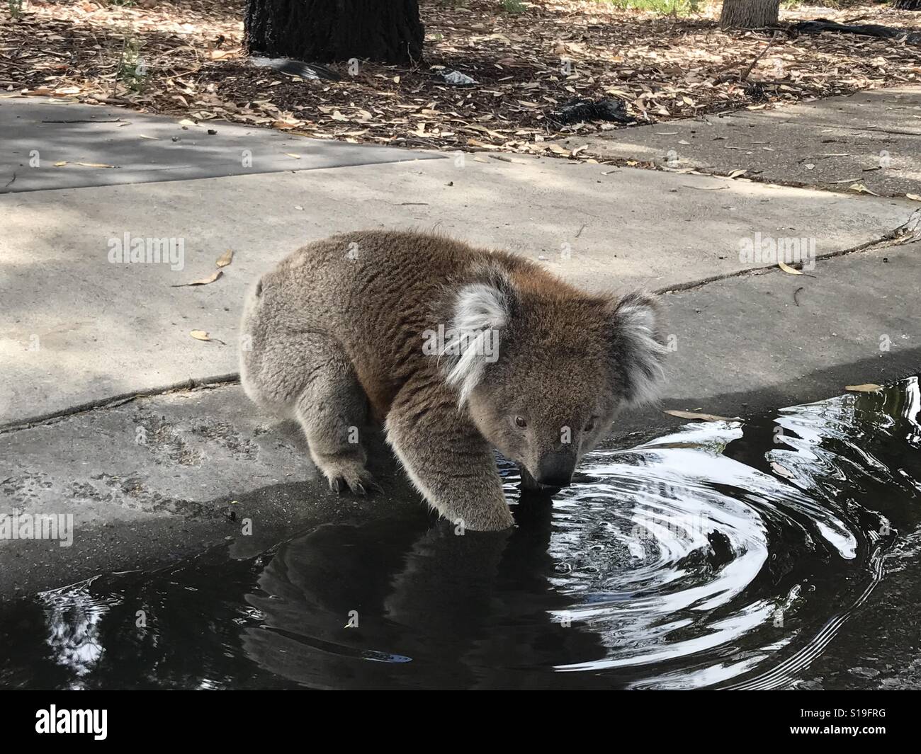 Little koala drinks water on a city street, in Adelaide, SA, Australia
