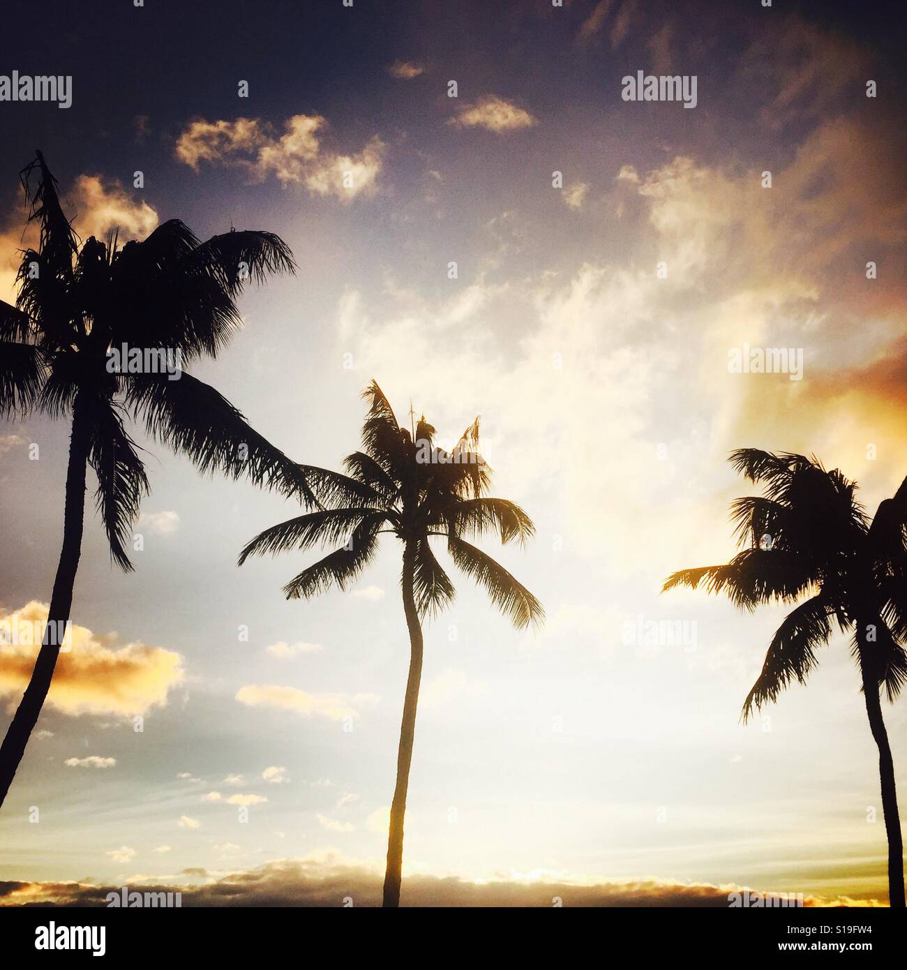 Palm trees at sunset. Maui, Hawaii USA Stock Photo - Alamy