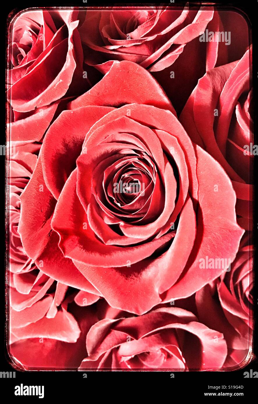 Red Roses Dramatic Dramatic vintage treatment hi-res stock photography and images - Alamy