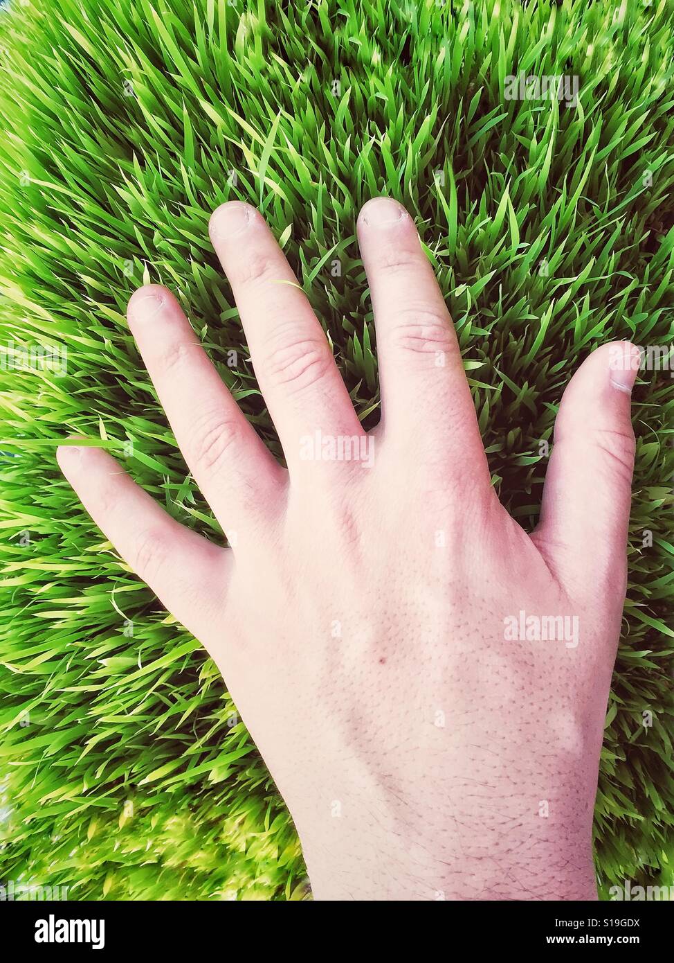 Hand feeling luscious green grass Stock Photo