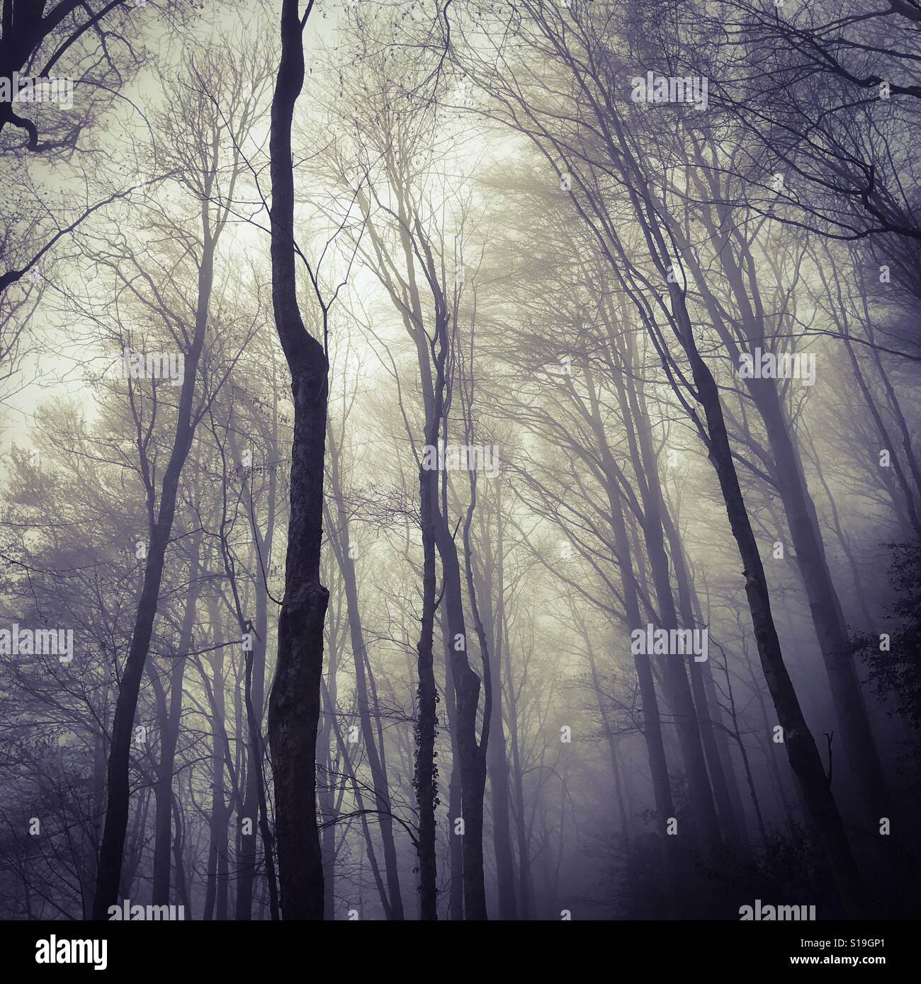 Misty forest Stock Photo