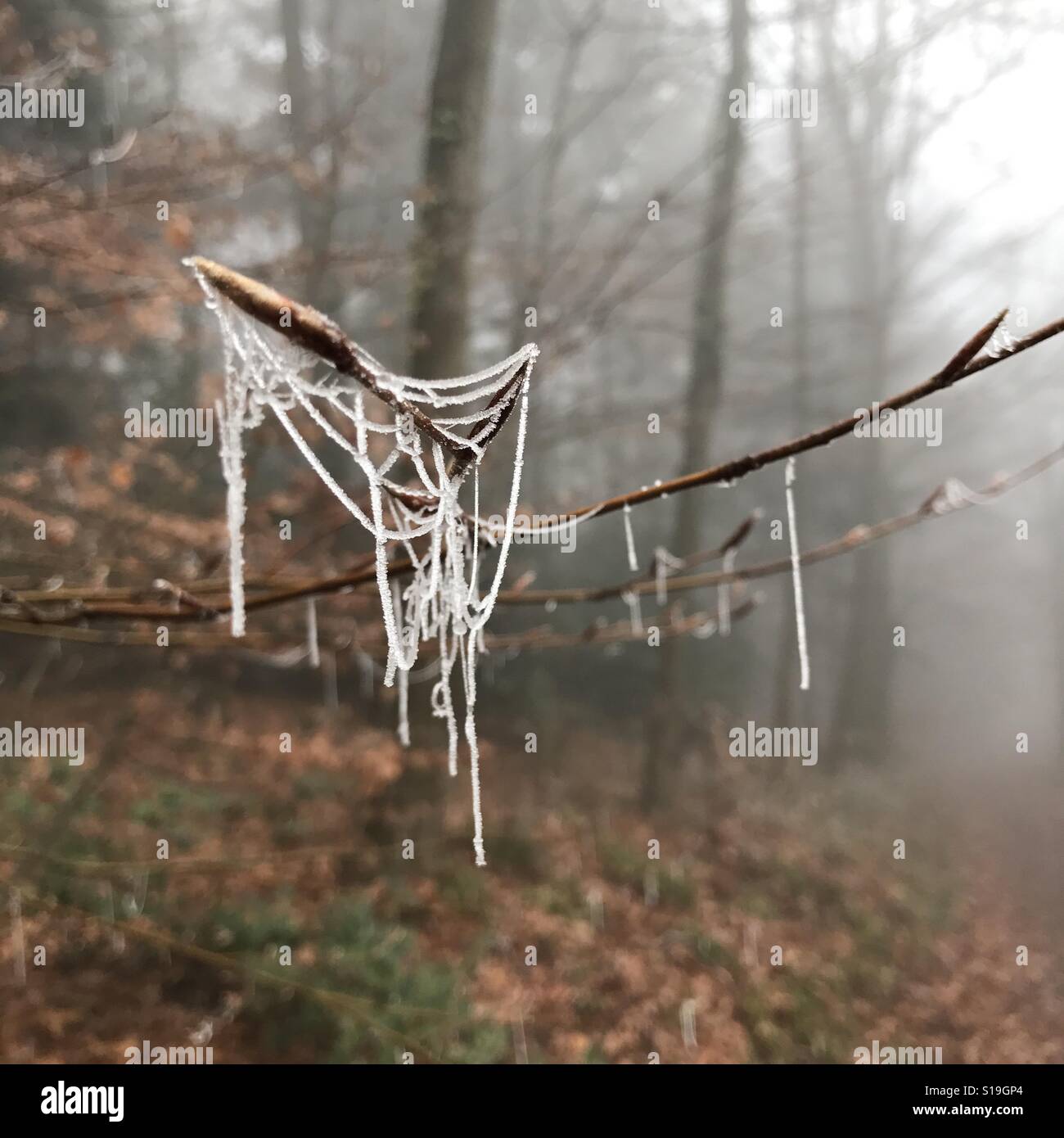Frozen web Stock Photo