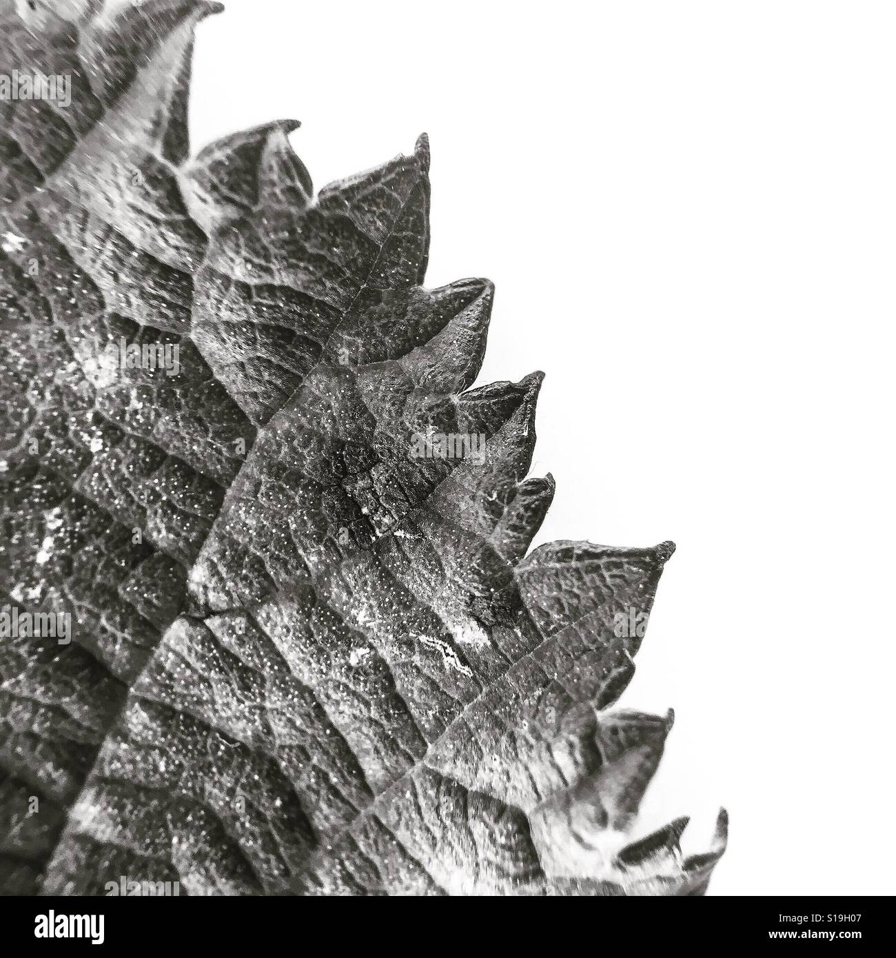 Bramble leaf - High contrast - Smartphone Captured Stock Image