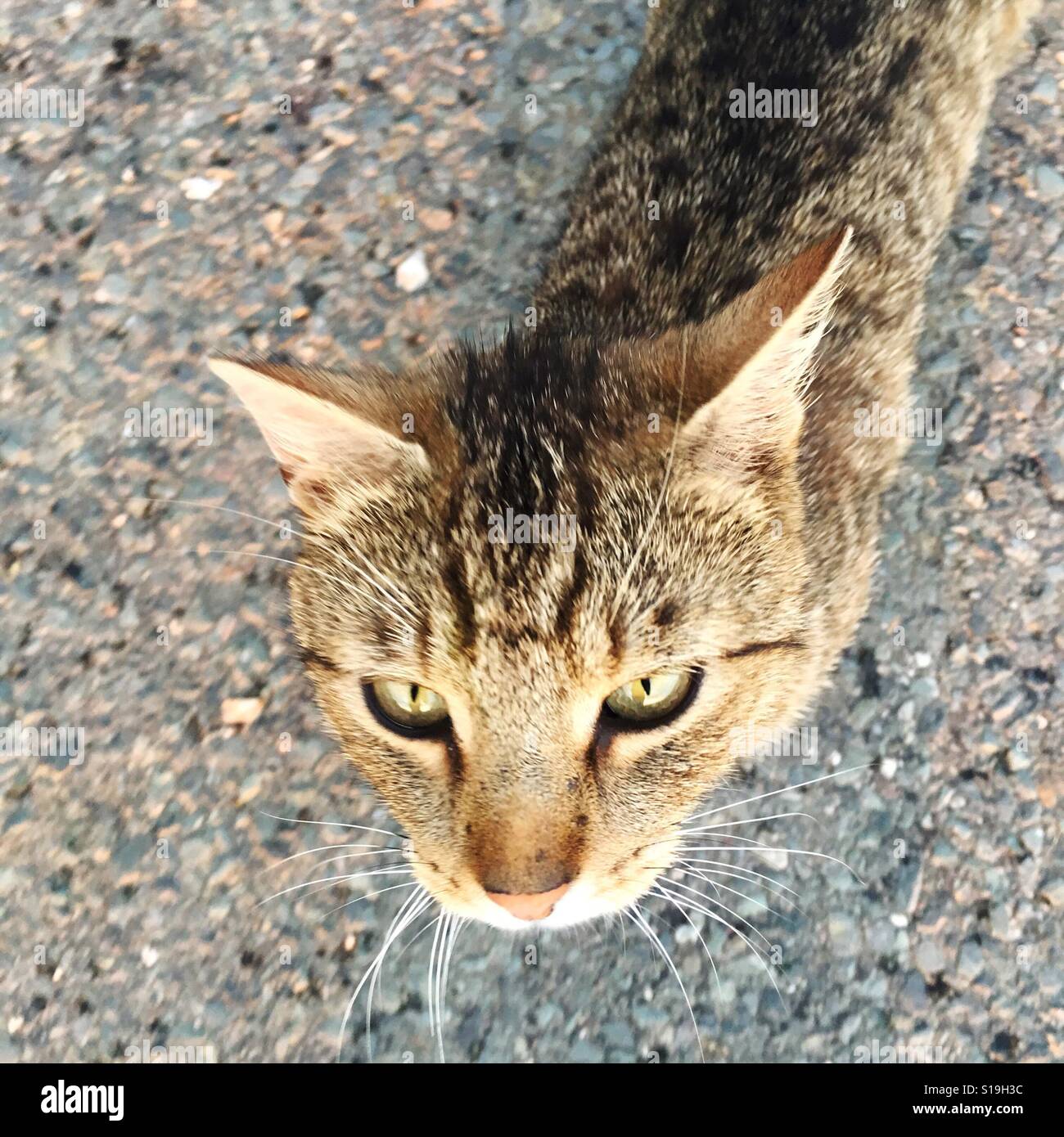 Face cats hires stock photography and images Alamy