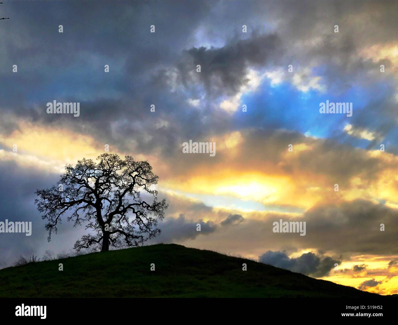 Sunset with bare oak tree Stock Photo - Alamy