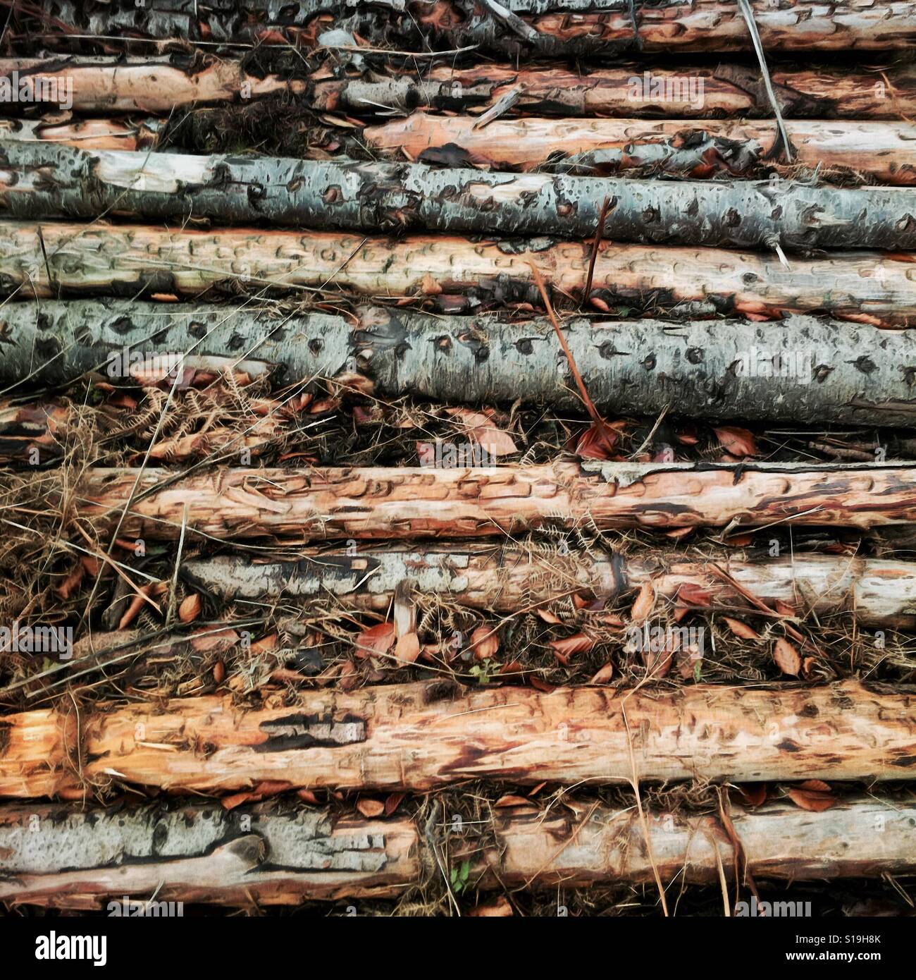 Logs - Smartphone Captured Stock Image