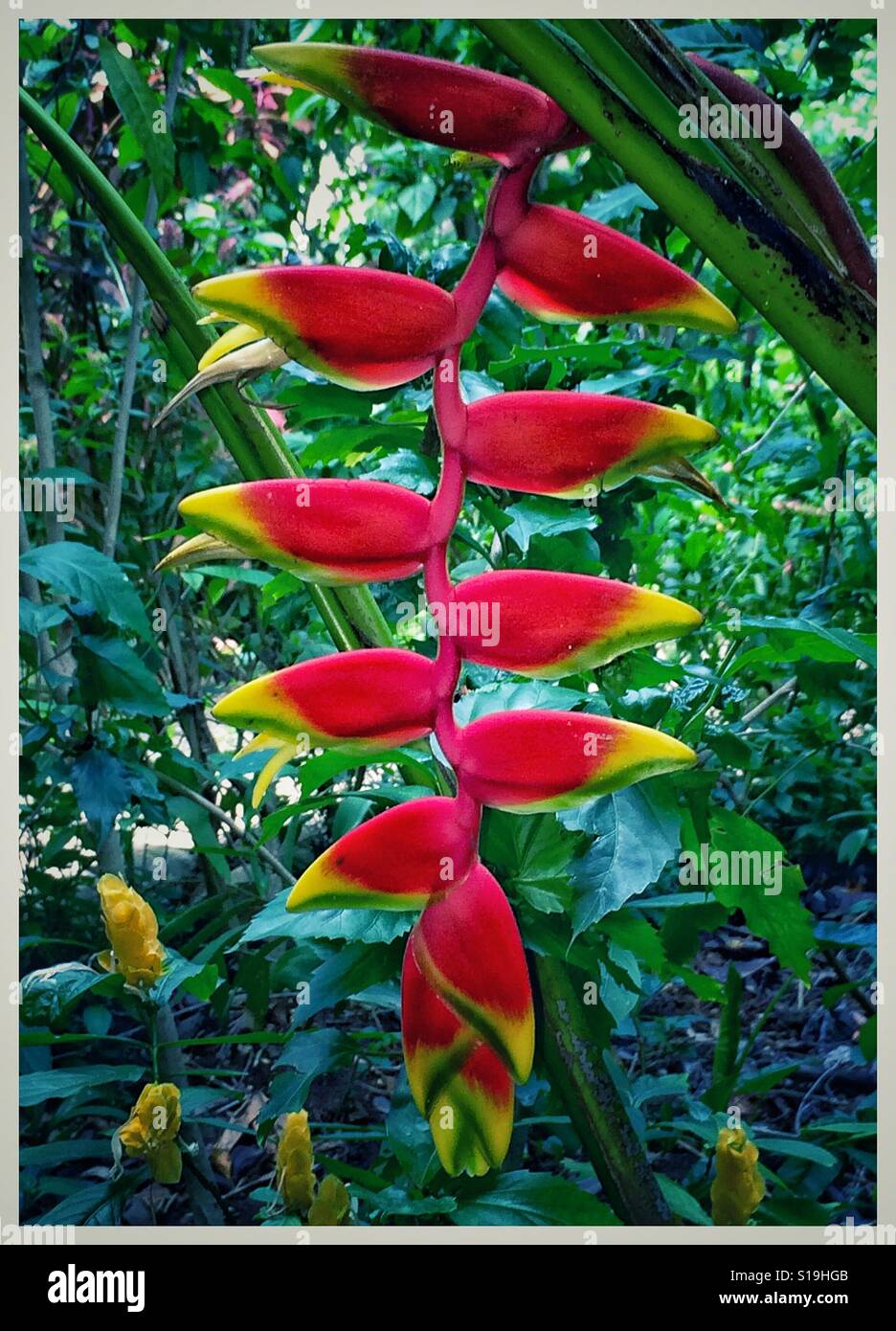 Vibrant red and yellow tropical plant stands out against green leaf background, Heliconia rostrata (hanging lobster claw heliconia) Stock Photo