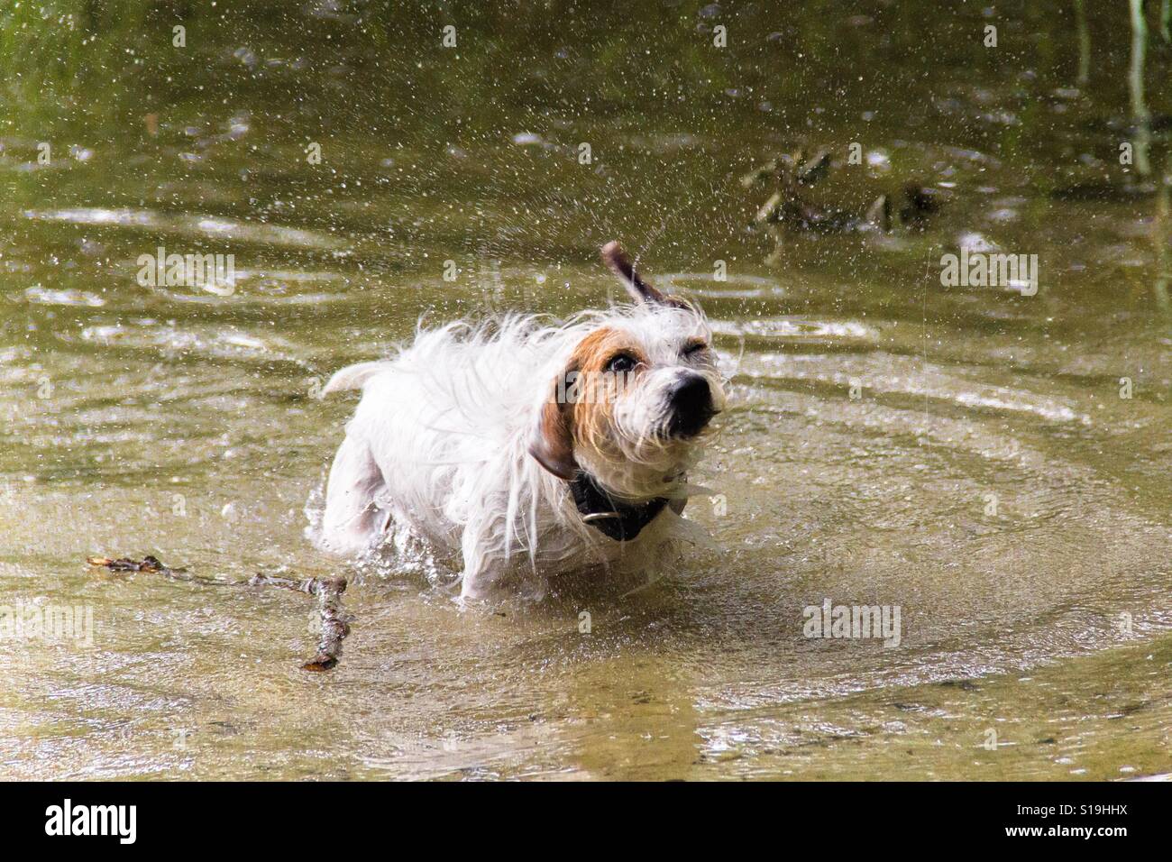 Wet Dog Stock Photo