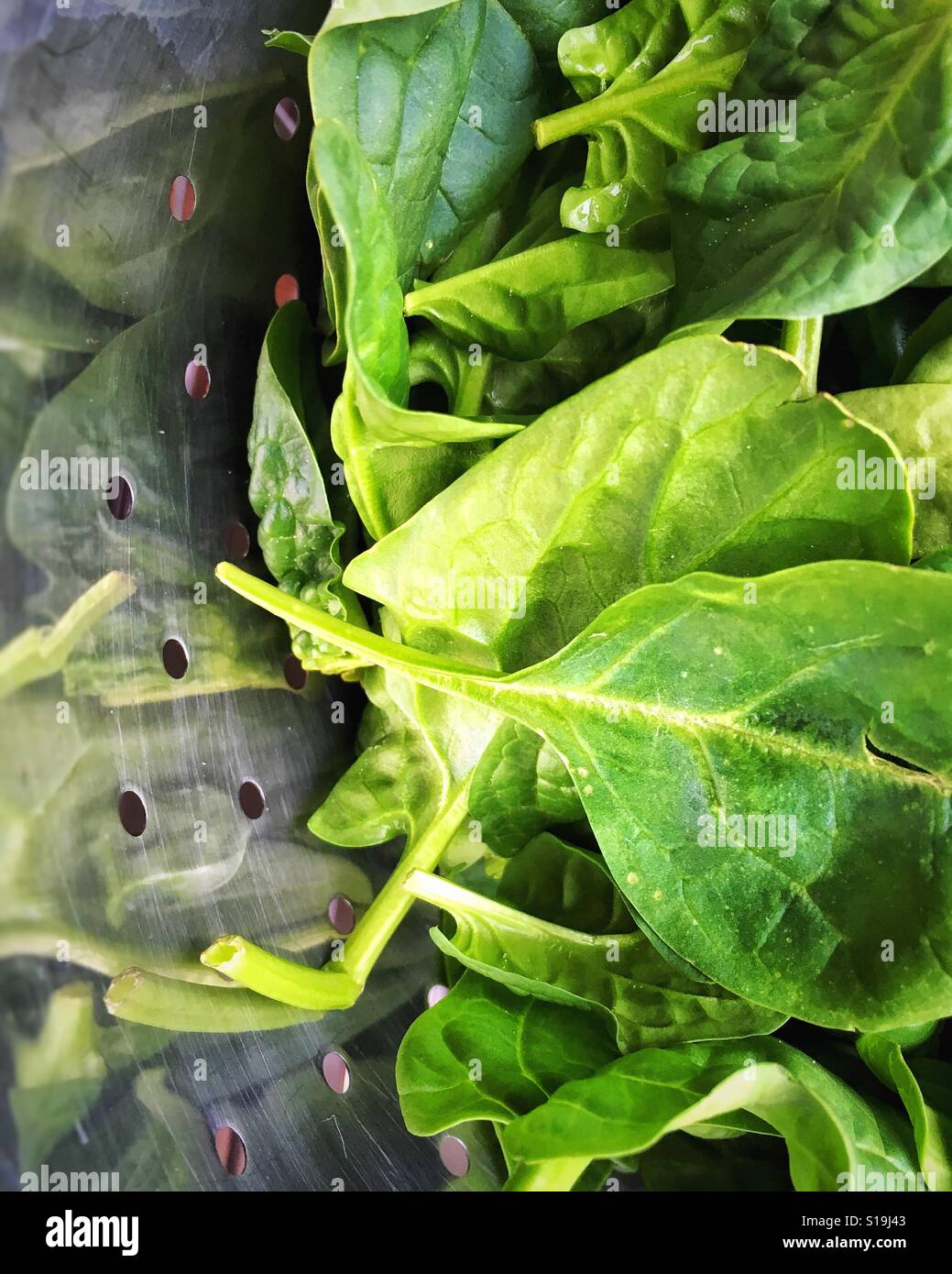 Greens - Smartphone Captured Stock Image