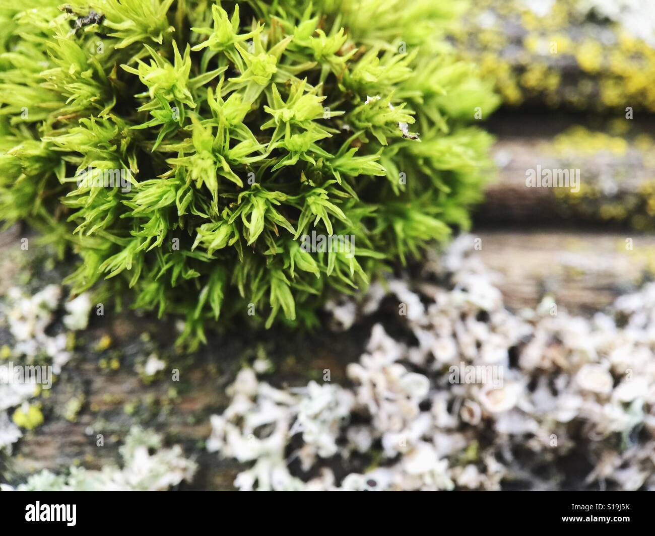 Close up shot of a fruticose and foliose lichen on a wooden board Stock Photo