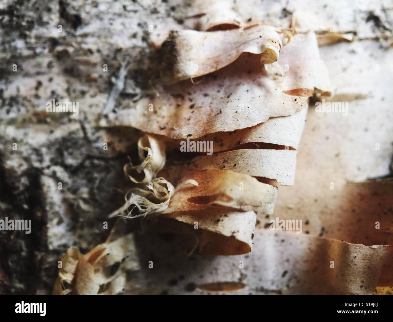 Close up shot of birch bark Stock Photo