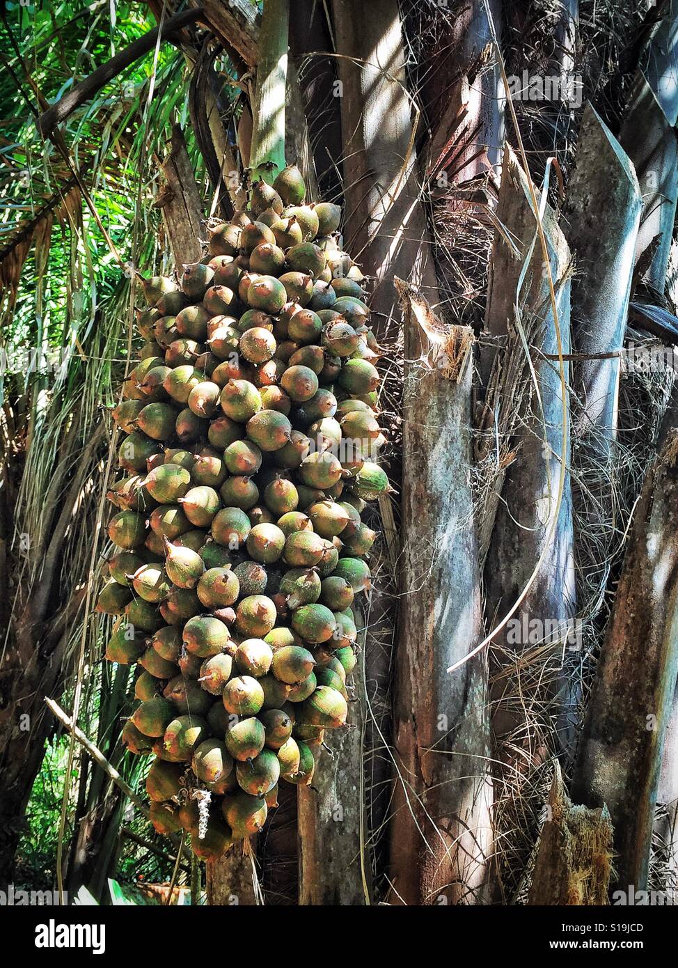A large cluster of nuts hangs from a Cohune Palm tree, also known as Attalea Cohune or American oil palm. Stock Photo