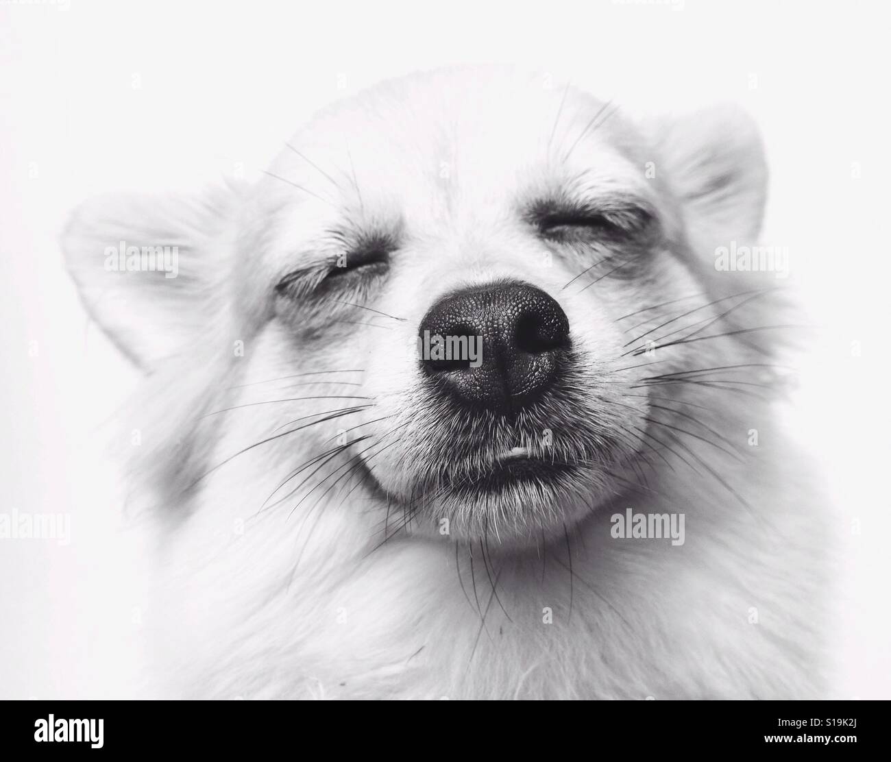 Happy Face Of Chihuahua Long Hair Stock Photo 310613818 Alamy