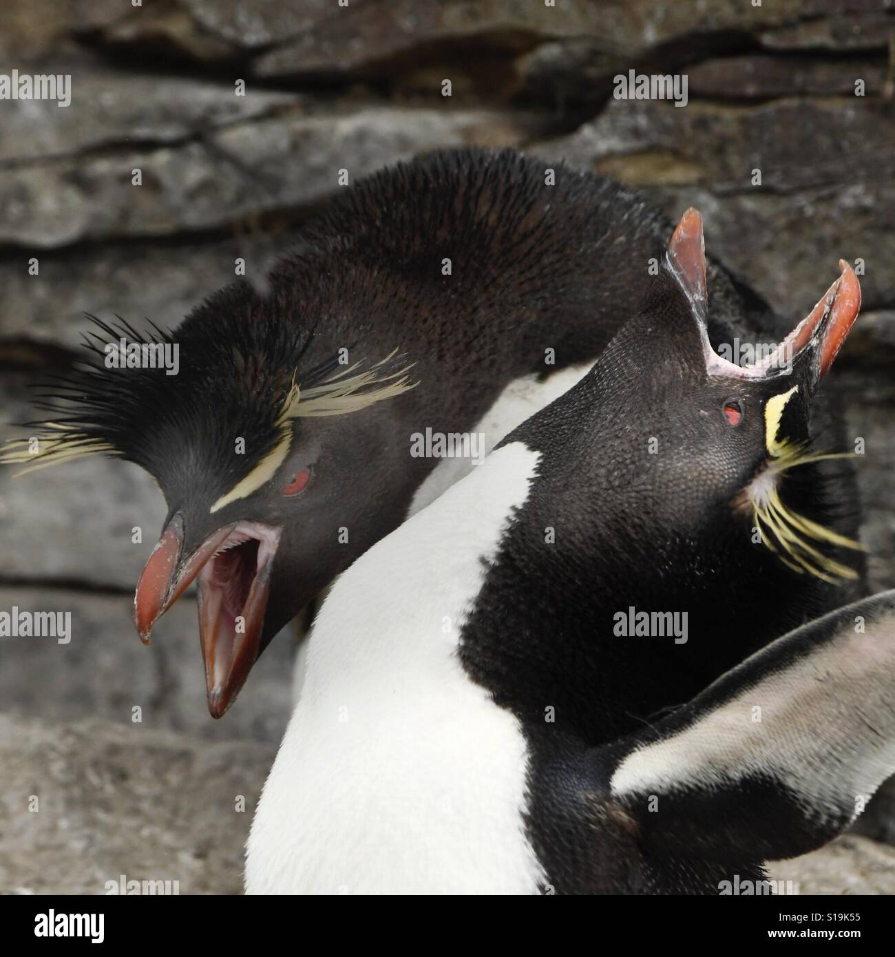 Rockhopper Penguins, couple doing courtship 'dance', e.g. Waving heads and giving their harsh 'ecstatic' call. Falkland Islands - Smartphone Captured Stock Image