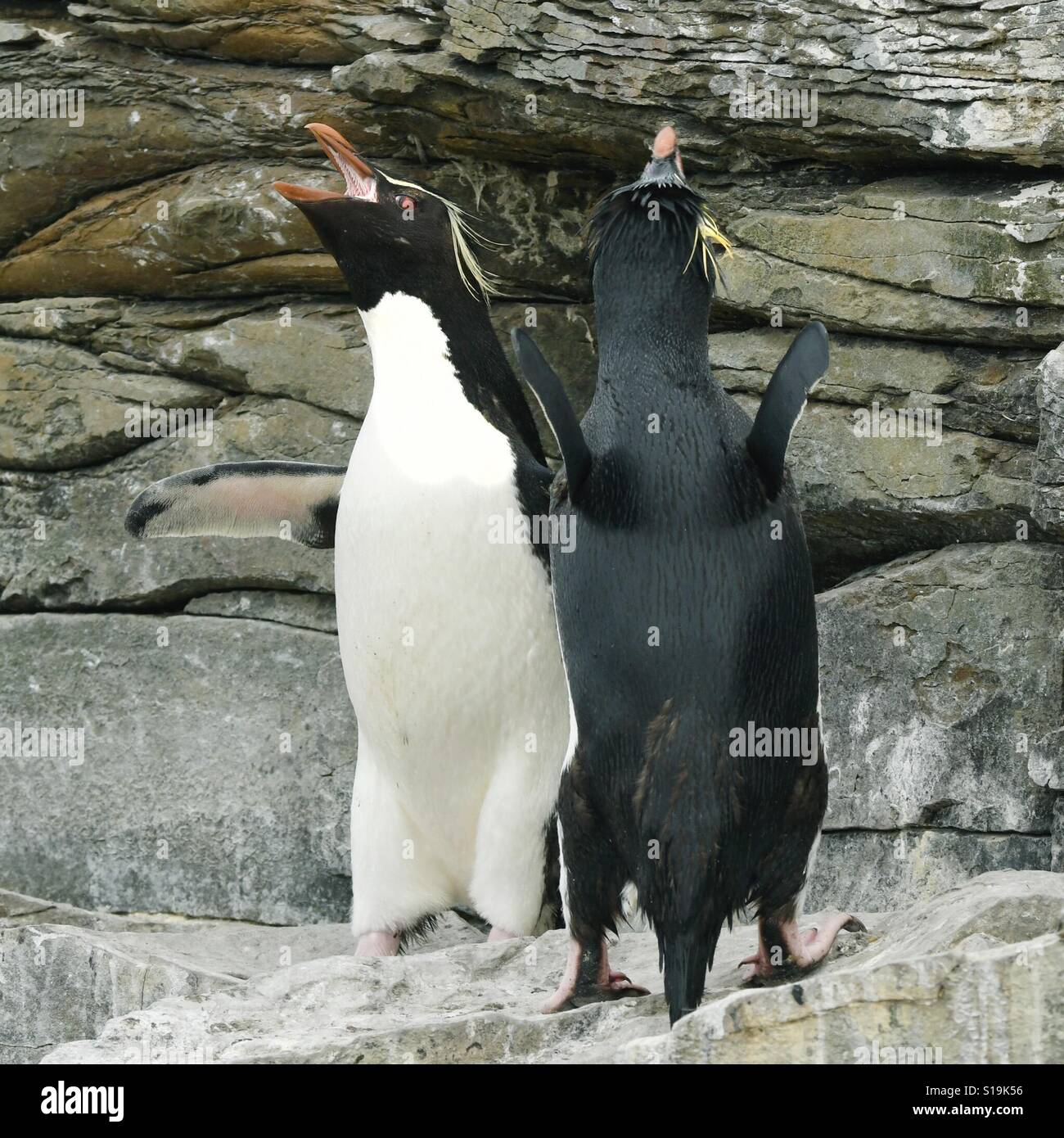 Rockhopper Penguins, couple doing courtship 'dance', e.g. Waving heads and giving their harsh 'ecstatic' call. Falkland Islands - Smartphone Captured Stock Image