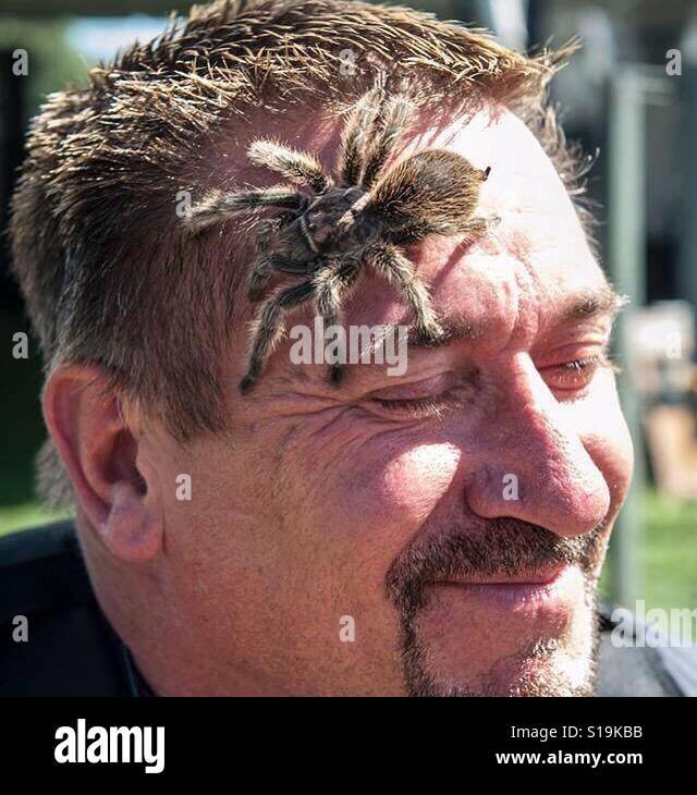 Tarantula on man's face, Salt Lake City, Utah, USA Stock Photo