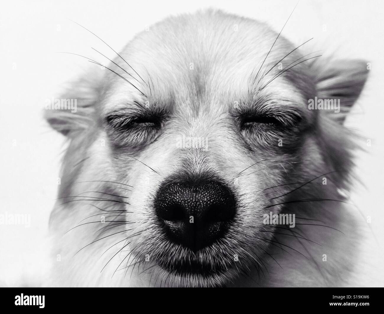 The Cute Face Of Chihuahua Long Hair Stock Photo 310614450 Alamy