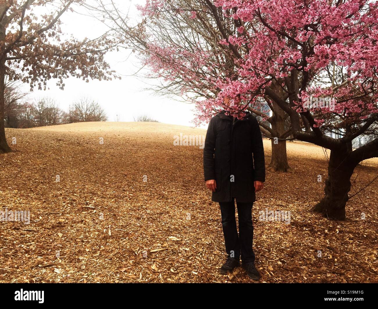 Cherry blossom in Piedmont Park, Atlanta, Stock Photo Alamy
