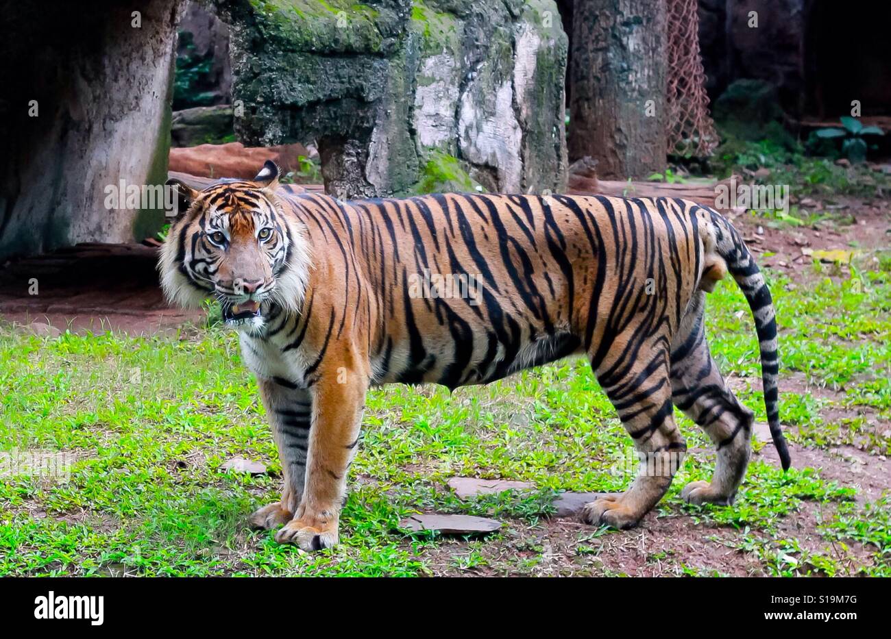 Sumatran Tiger In Ragunan Zoo Park Stock Photo Alamy