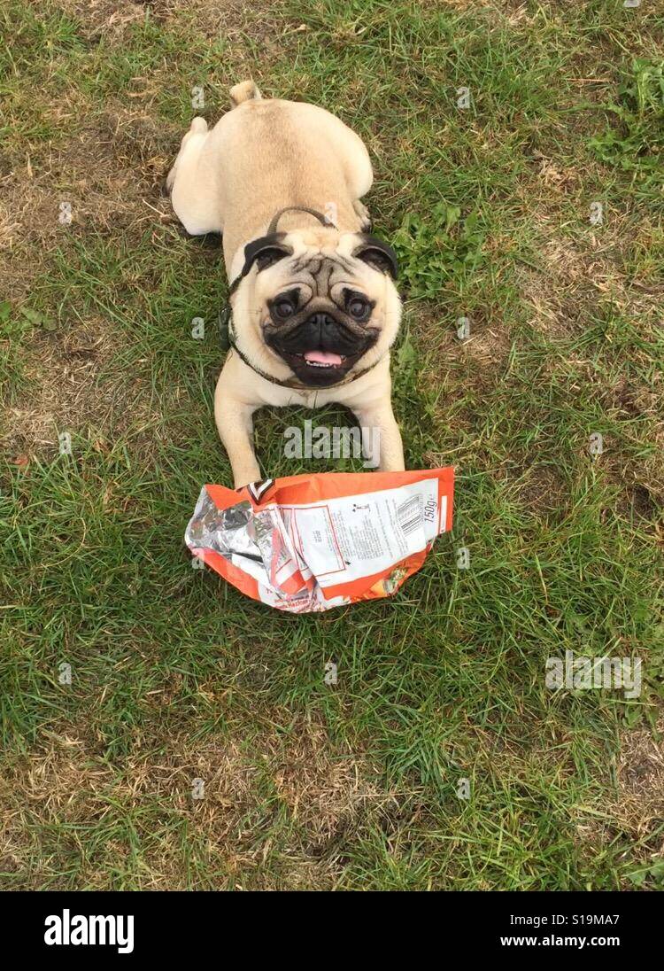 Pug snacks 2025