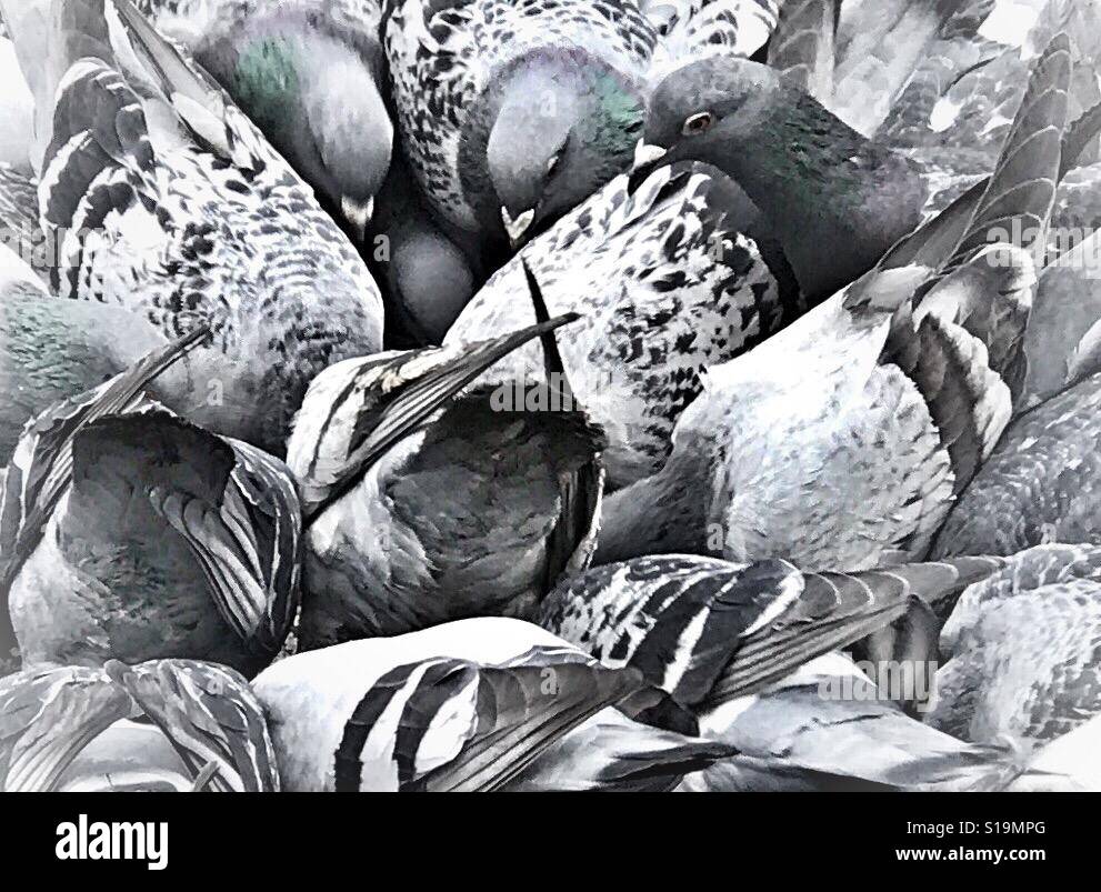 Birds of a feather flock together Stock Photo Alamy