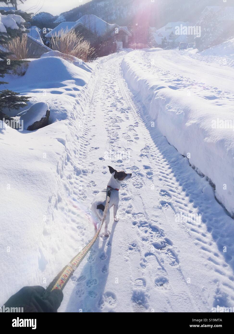 Walking the dog after a fresh snow fall on a sunny winter day. - Smartphone Captured Stock Image