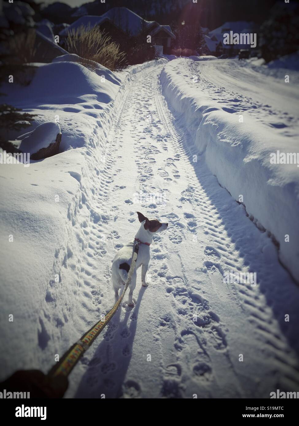 Walking the dog on a sunny cold winter day. - Smartphone Captured Stock Image