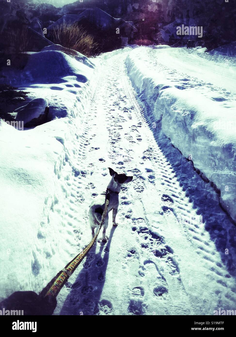 Walking the dog on after a big snow fall on a cold winter day. February, 2017. - Smartphone Captured Stock Image