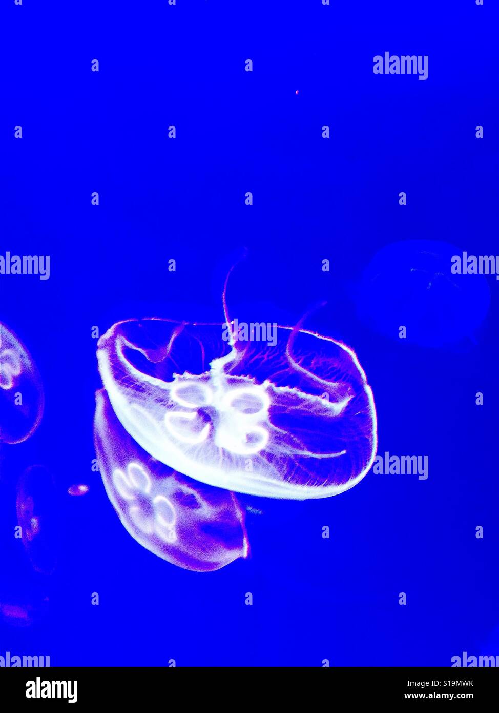 Aurelia jellyfish swimming Stock Photo Alamy