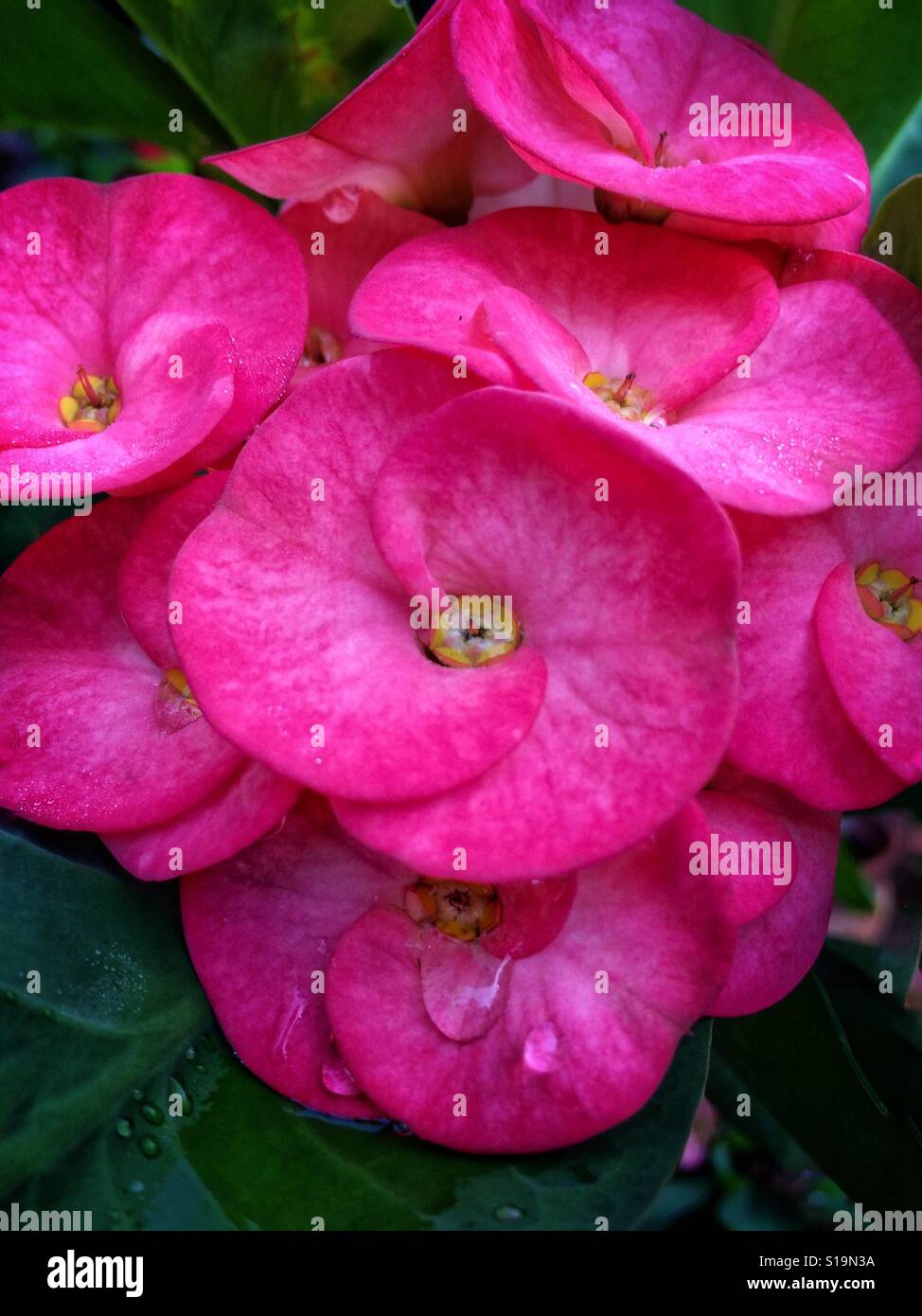 Vibrantly pink tropical blooms of the Crown of Thorns plant with water droplets in close up, Euphorbia milii - Smartphone Captured Stock Image