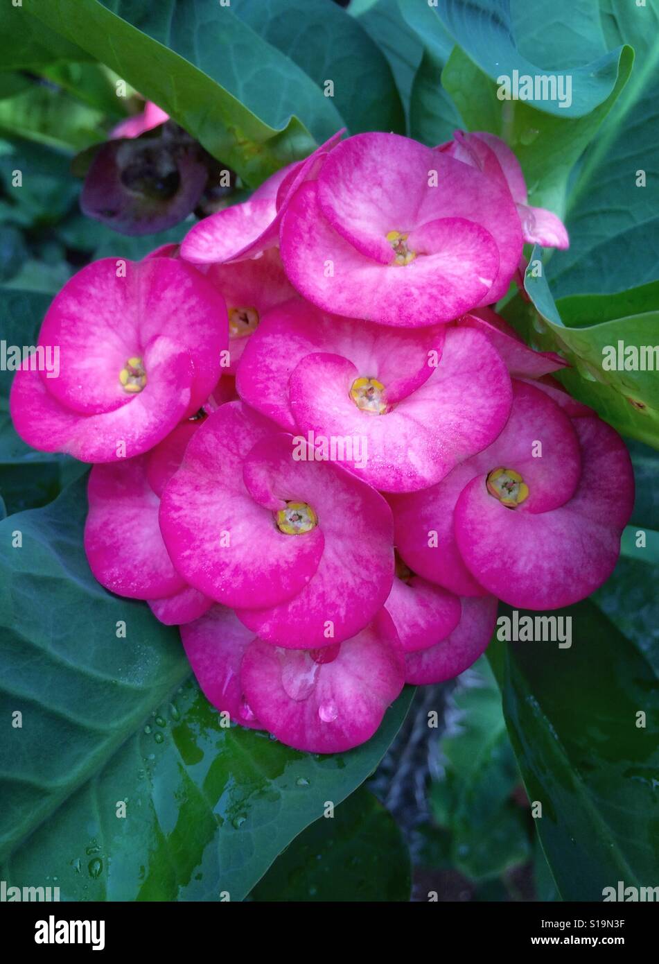 Vibrant pink blooms of the Crown of Thorns plant with water droplets against a green leaf background, Euphorbia milii - Smartphone Captured Stock Image