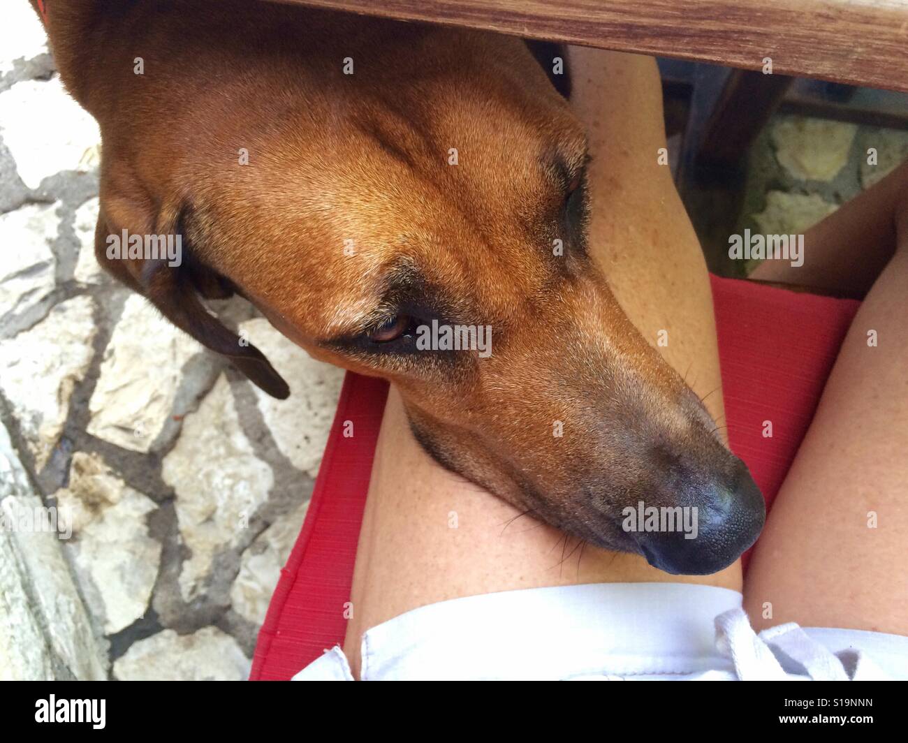 A large dog under a table rests its head on a woman's leg patiently waiting for table scraps Stock Photo