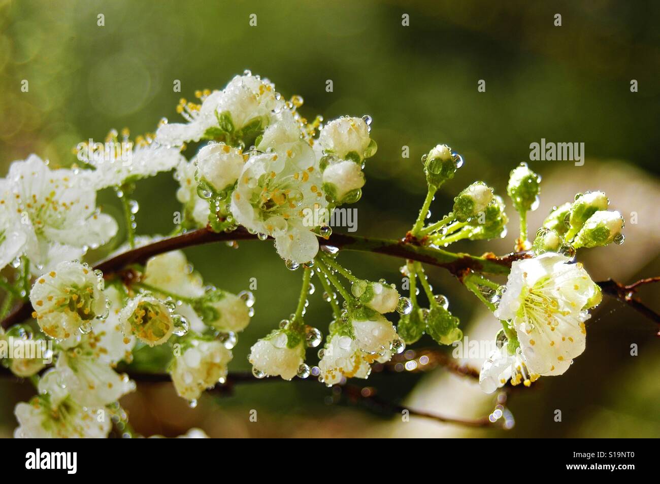 Apple tree flowers budding after the rain Stock Photo Alamy