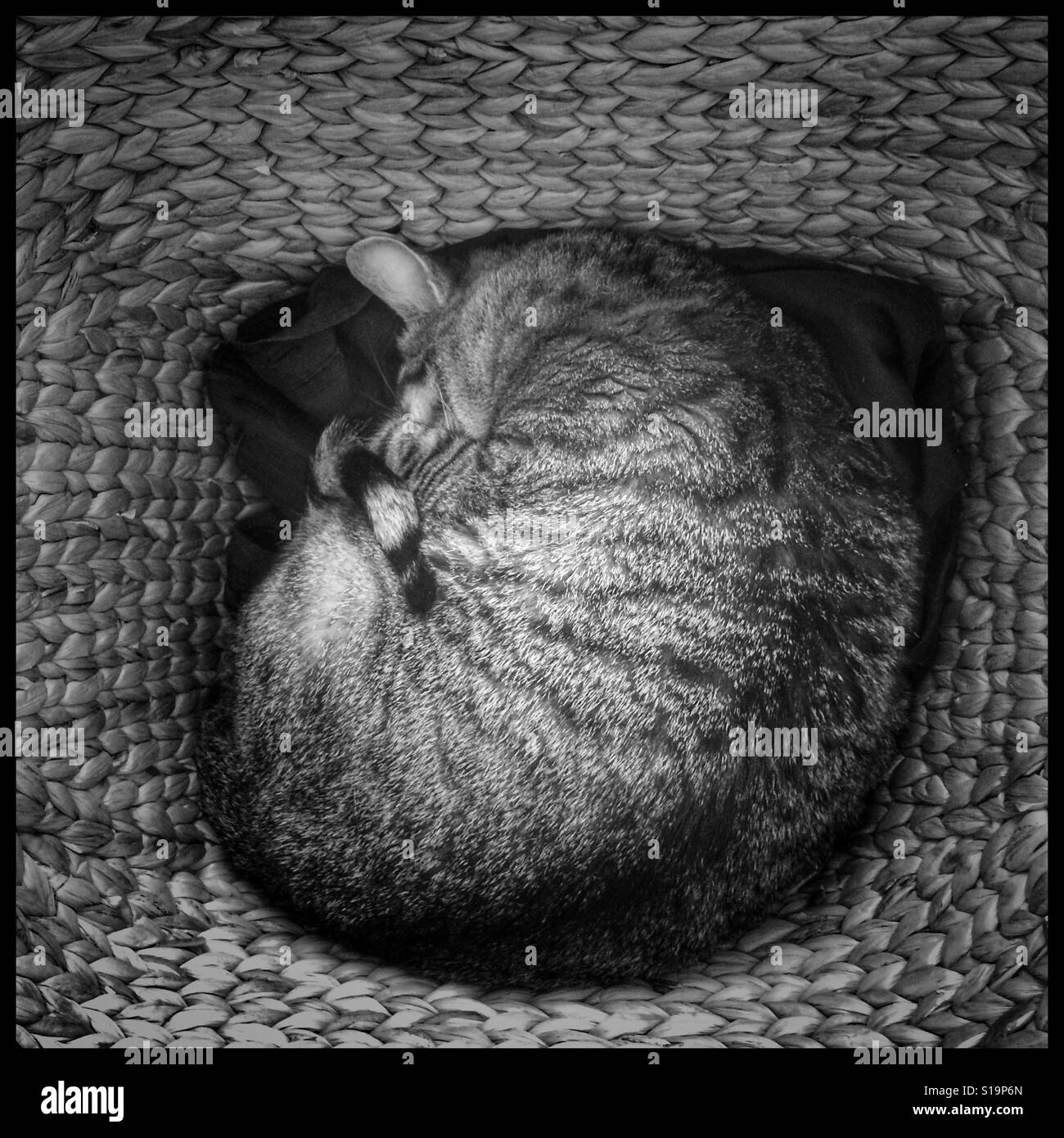 Cat sleeping in laundry basket Stock Photo Alamy