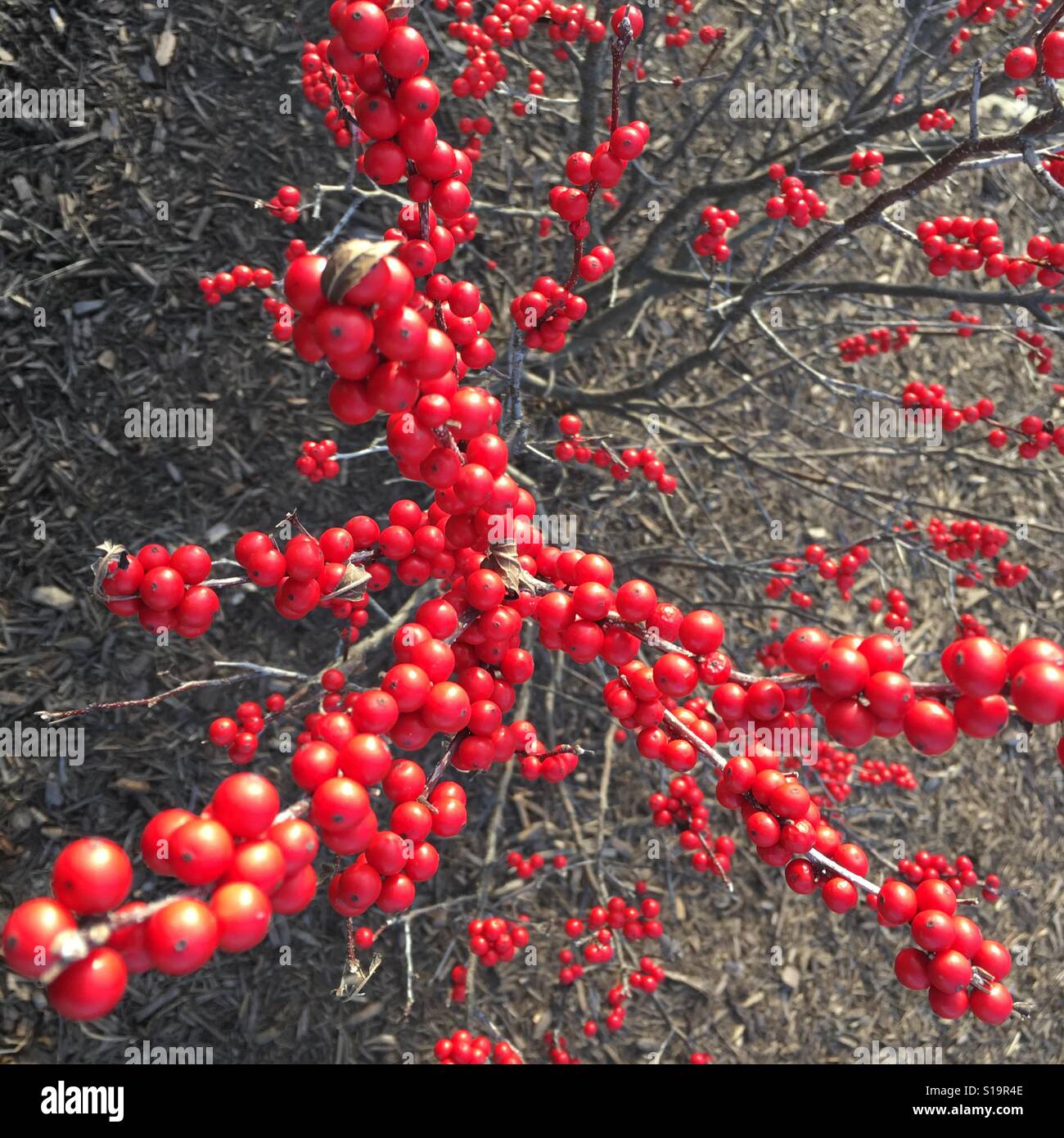 1,294,100+ Red Berries Stock Photos, Pictures & Royalty-Free Images -  iStock