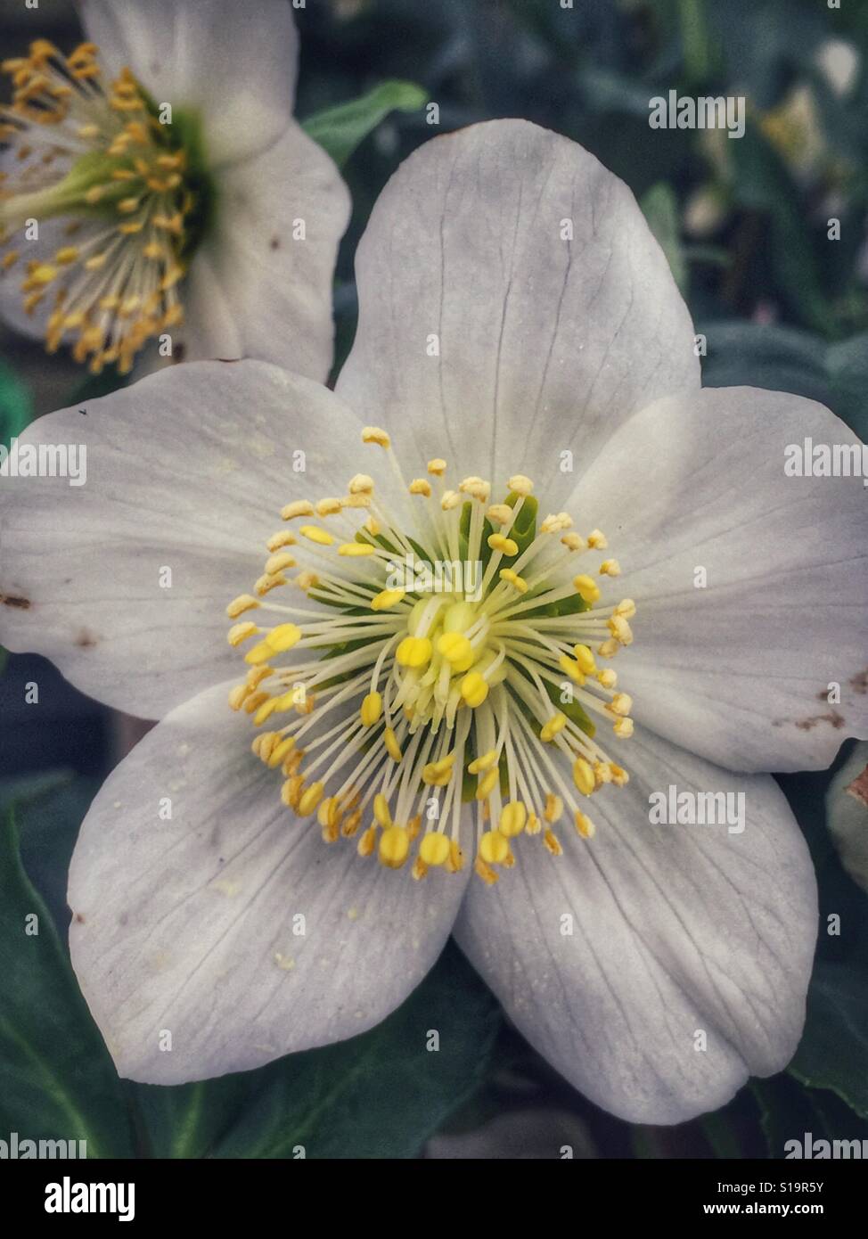 White Hellebore flowers Stock Photo Alamy