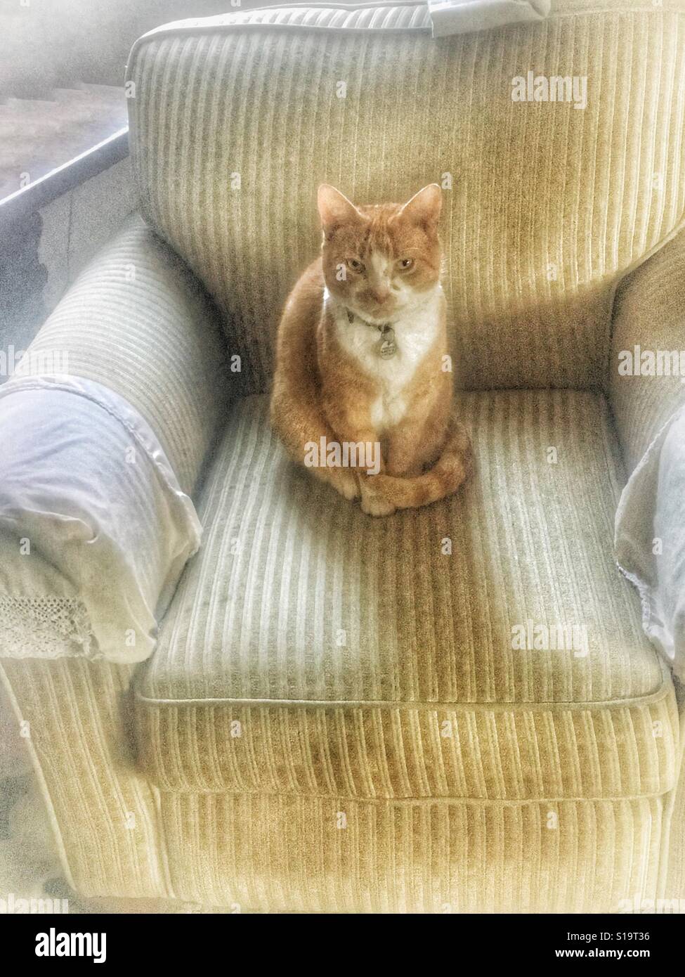 Ginger cat sitting and watching in a large armchair Stock Photo