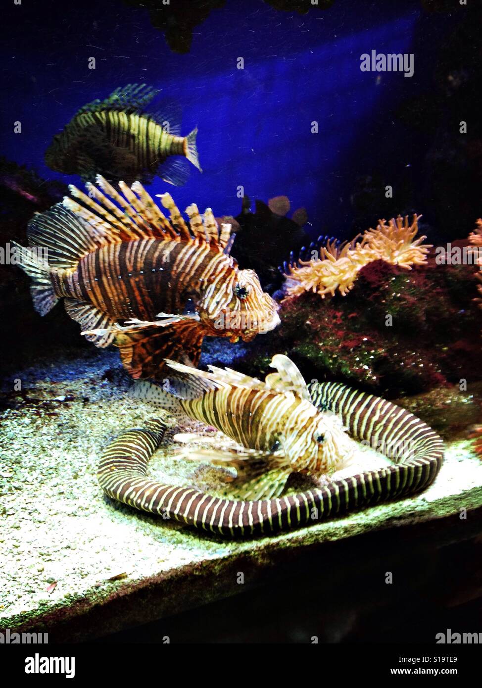 Lionfish, zebra moray eel, sea anemones in an aquarium Stock Photo Alamy