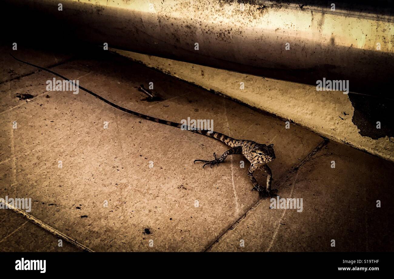 Asian longtailed grass lizard Stock Photo