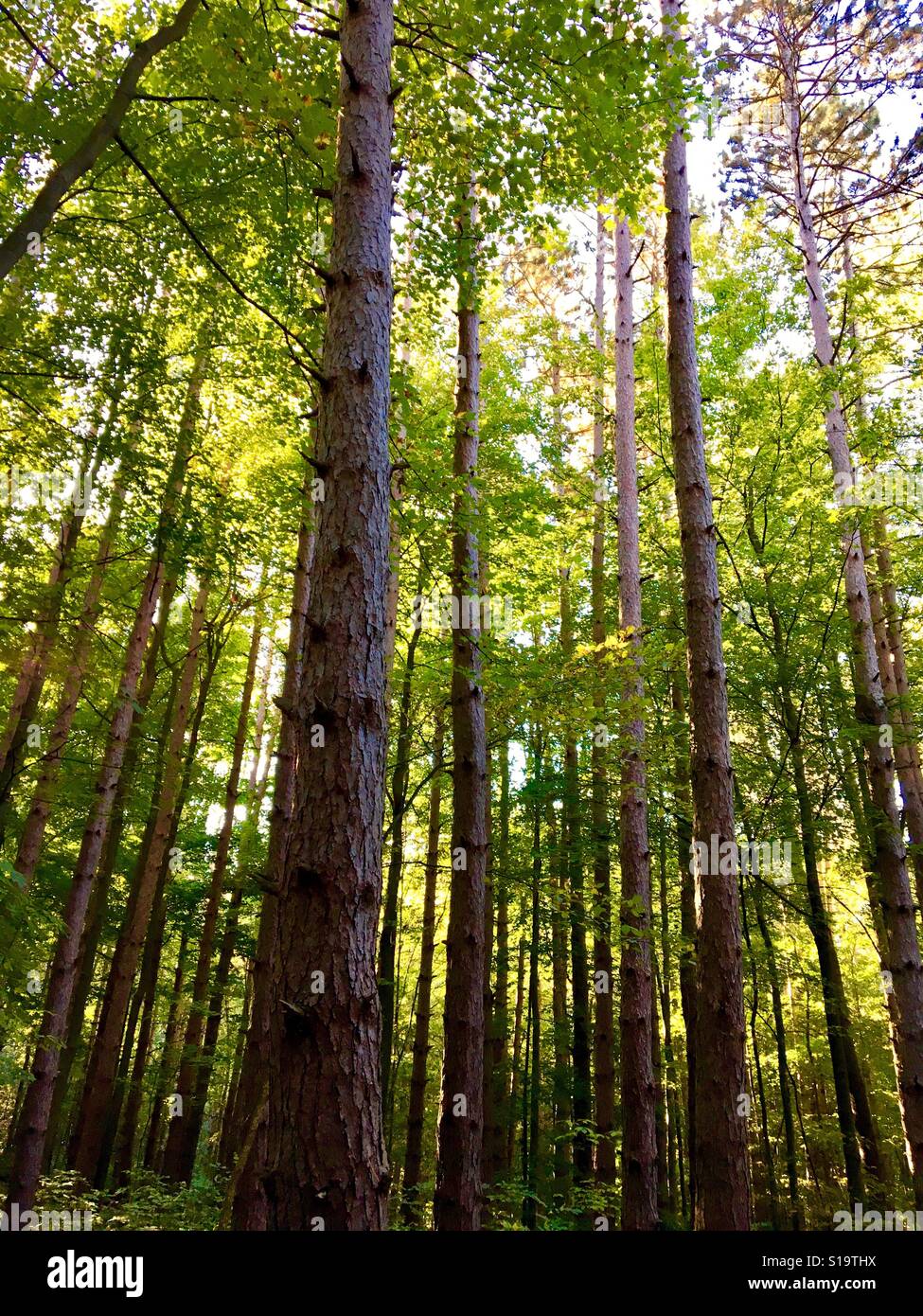 Tall trees at the Pokagon State Park in Indiana. Stock Photo