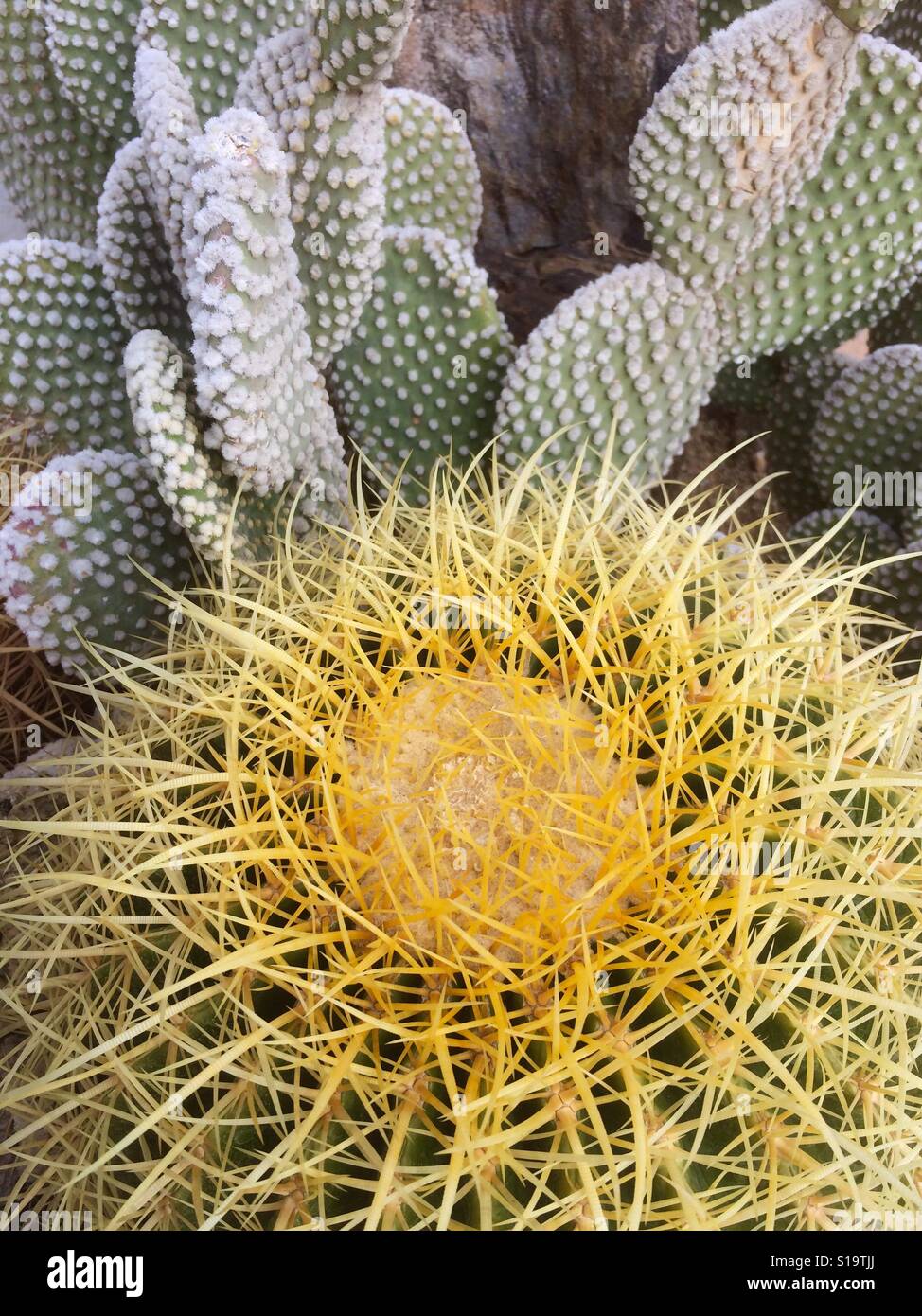 Barrel cactus and Prickly-Pear - detail - Smartphone Captured Stock Image