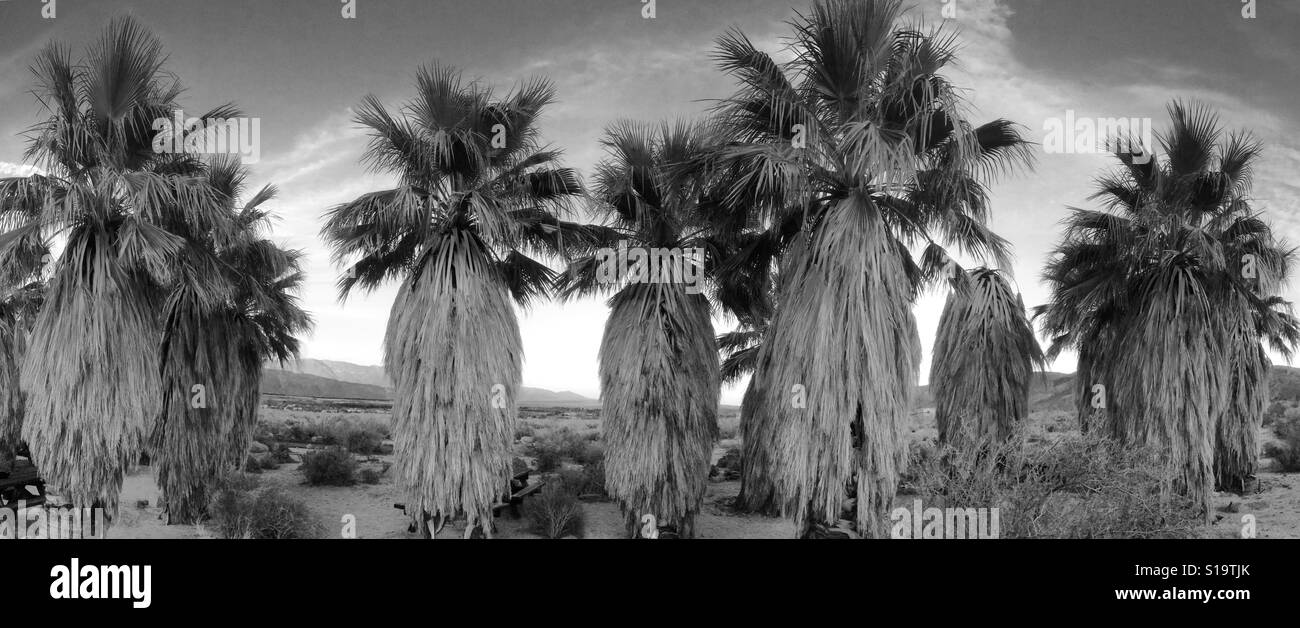 Native Fantail Palms (Washingtonia filifera) Anza Borrego Desert State Park, California, panoramic, b&w Stock Photo