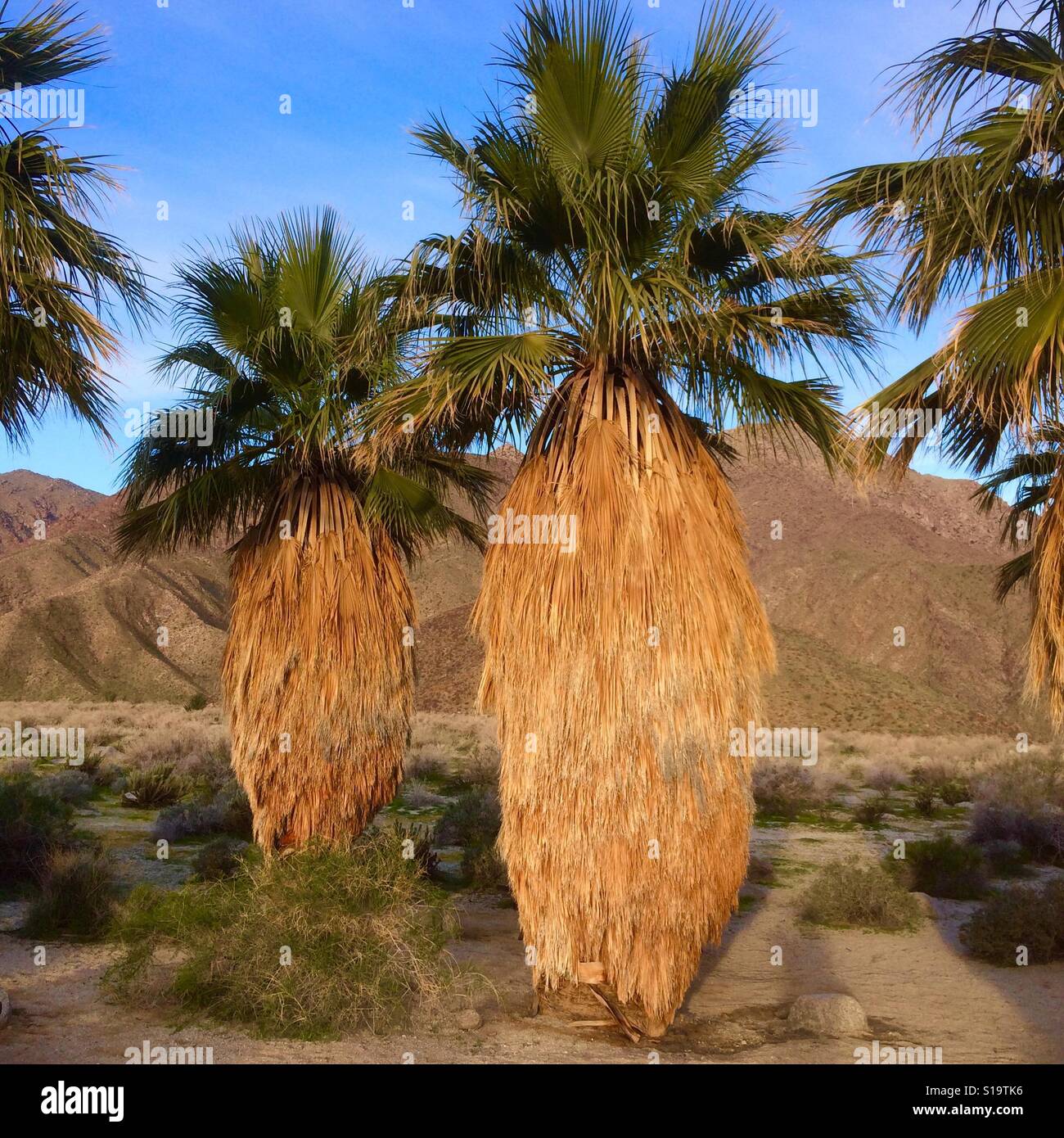 Native Fantail Palms (Washingtonia filifera) Anza Borrego Desert State Park, California - Smartphone Captured Stock Image
