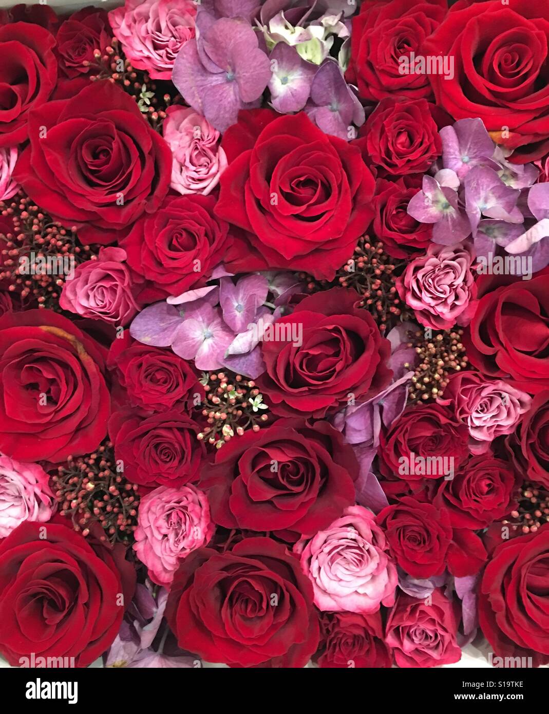 Roses - Smartphone Captured Stock Image