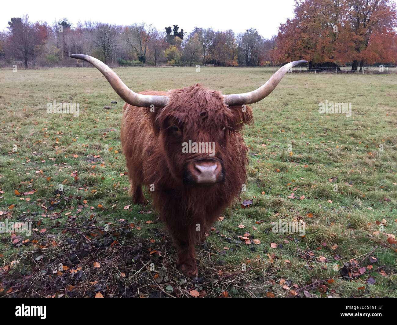 Long horn cow in autumn with stunning symmetrical horns Stock Photo