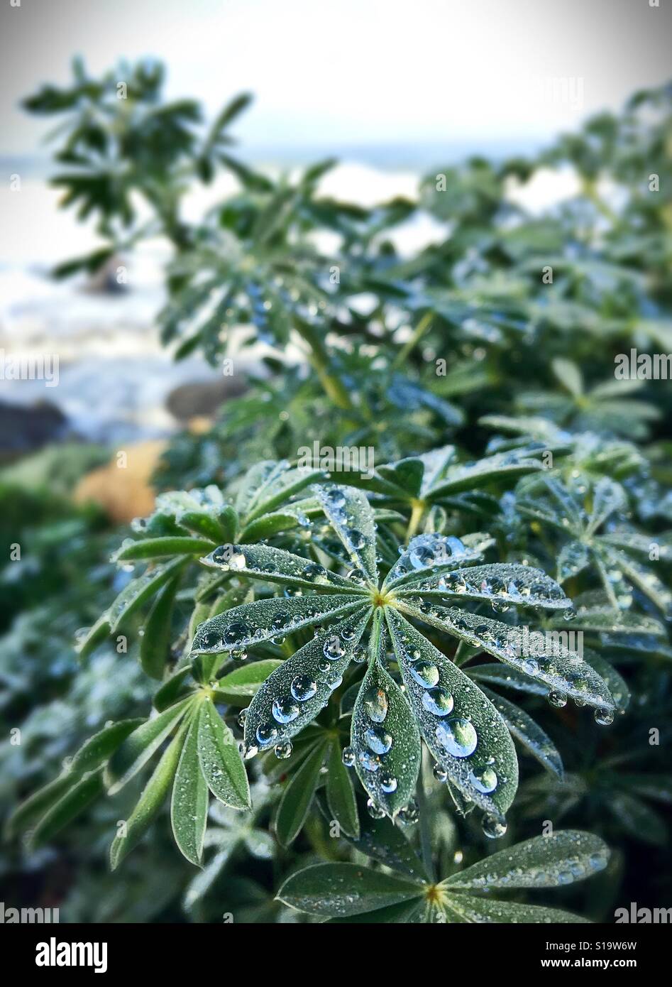 Dew drops on the leaves of a lupin plant. Stock Photo