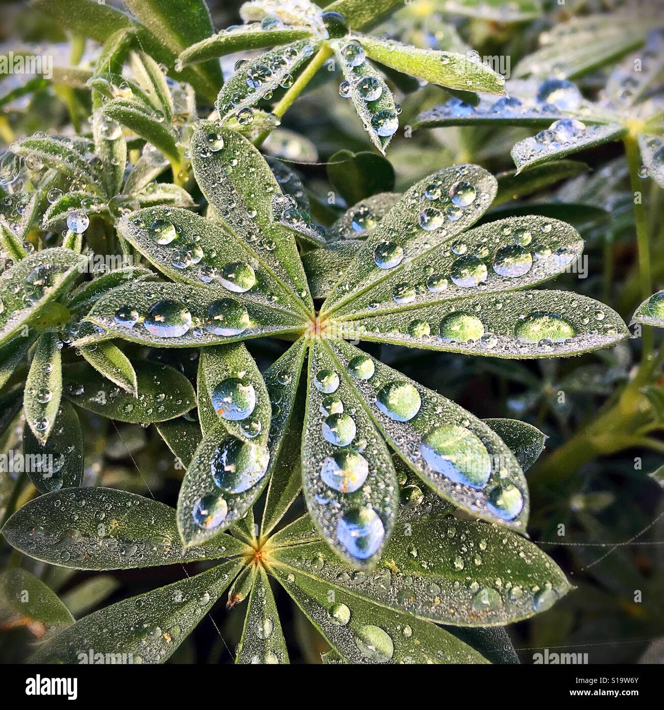 Dew drops on the leaves of a lupin plant. Stock Photo